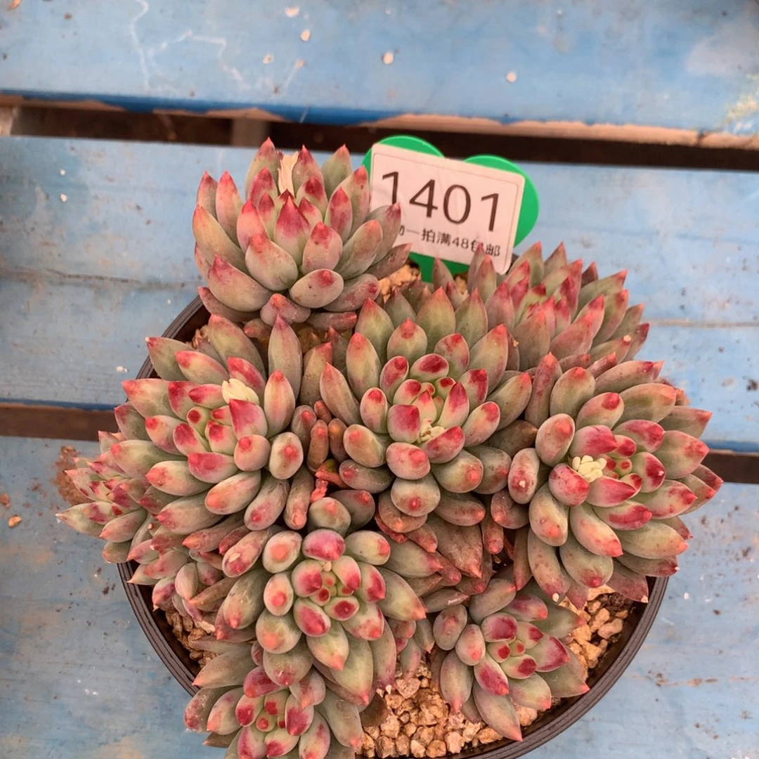 二代虞美人无砍平头1401