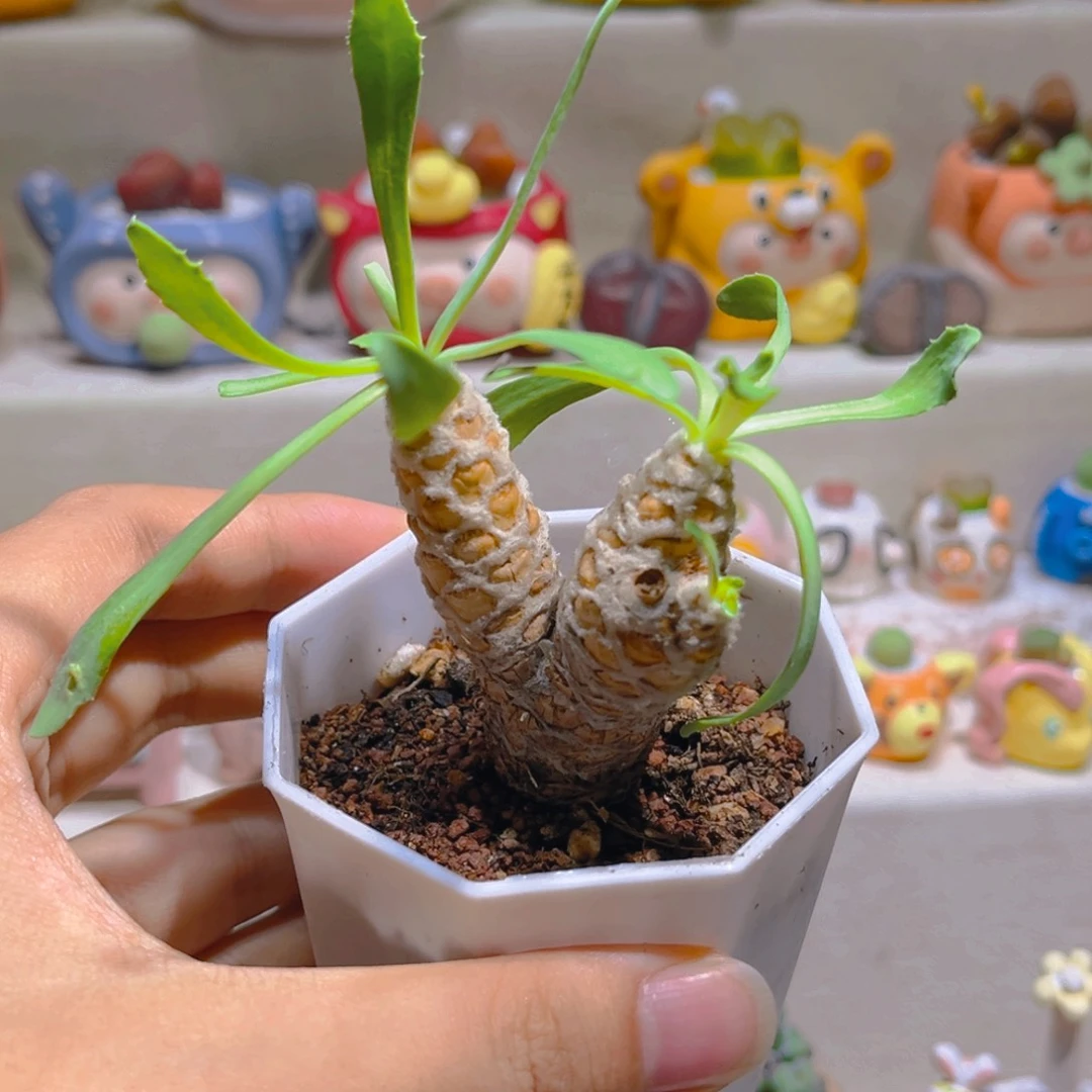 072刨花厚敦菊高端块根