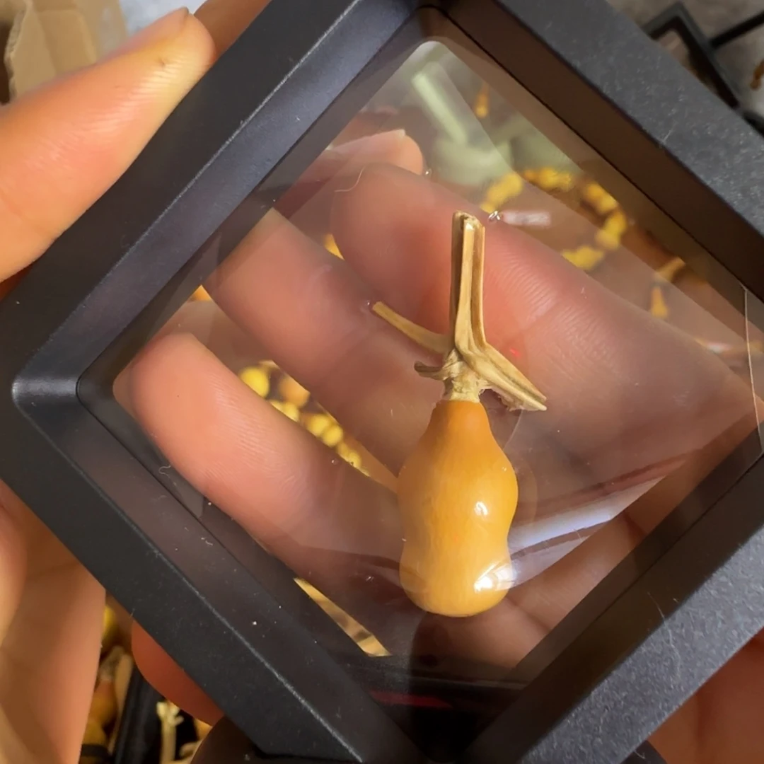 天然草里金小葫芦