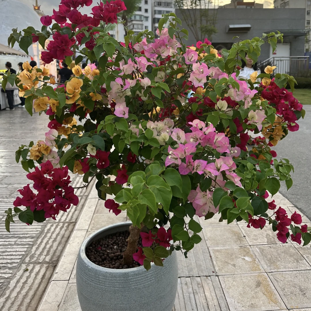 【多色】三角梅直播间一物一拍四季开花勤花品种好养