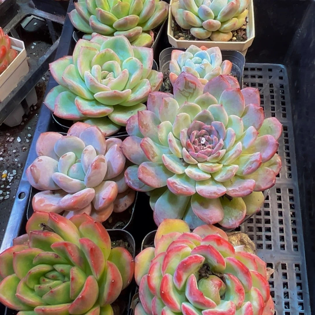 634多肉植物的生长发育和