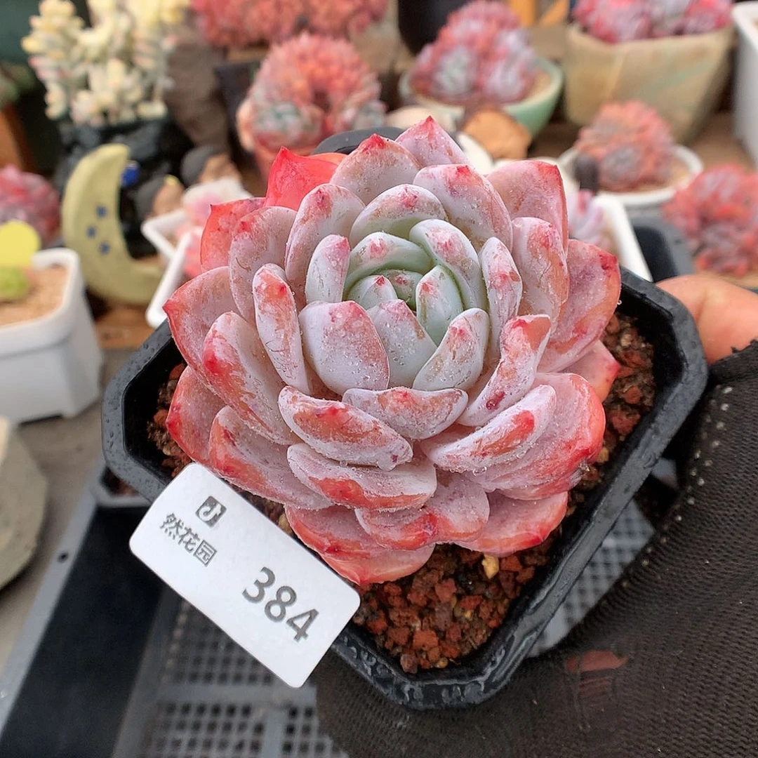 384雪天使多肉植物666