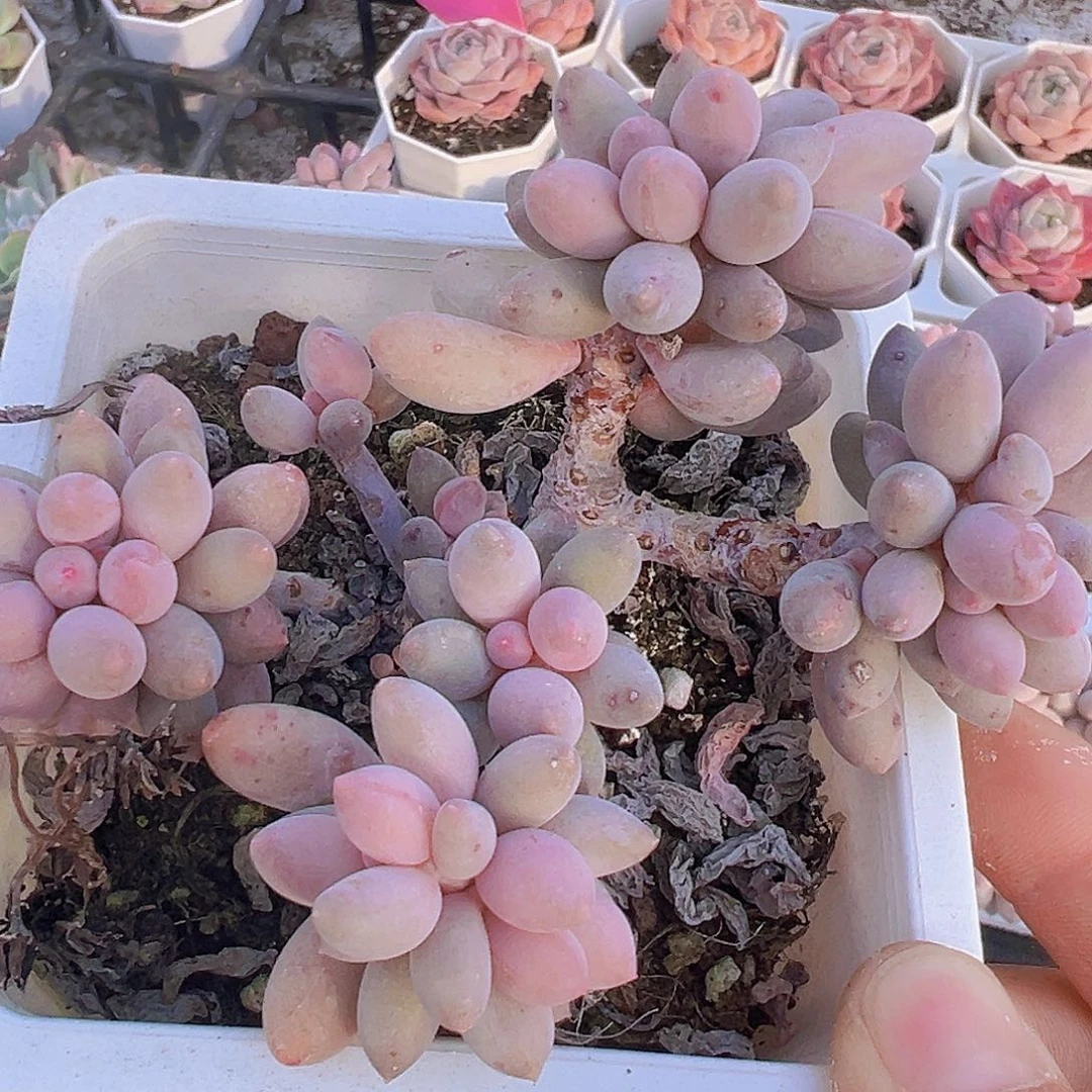 老桩手指群19包邮多肉