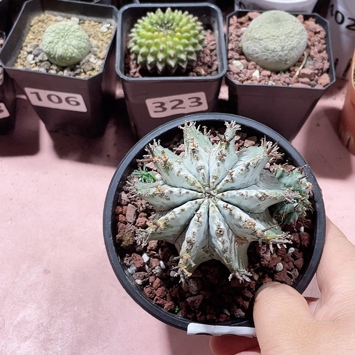 824实生白衣魁伟玉