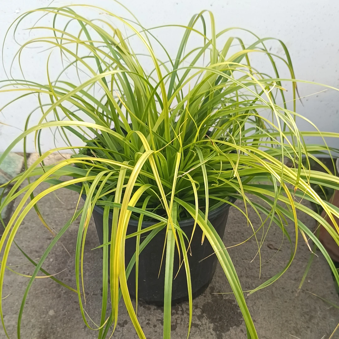 阳光苔草盆栽多年生庭院地栽四季常青耐寒耐热好养植物