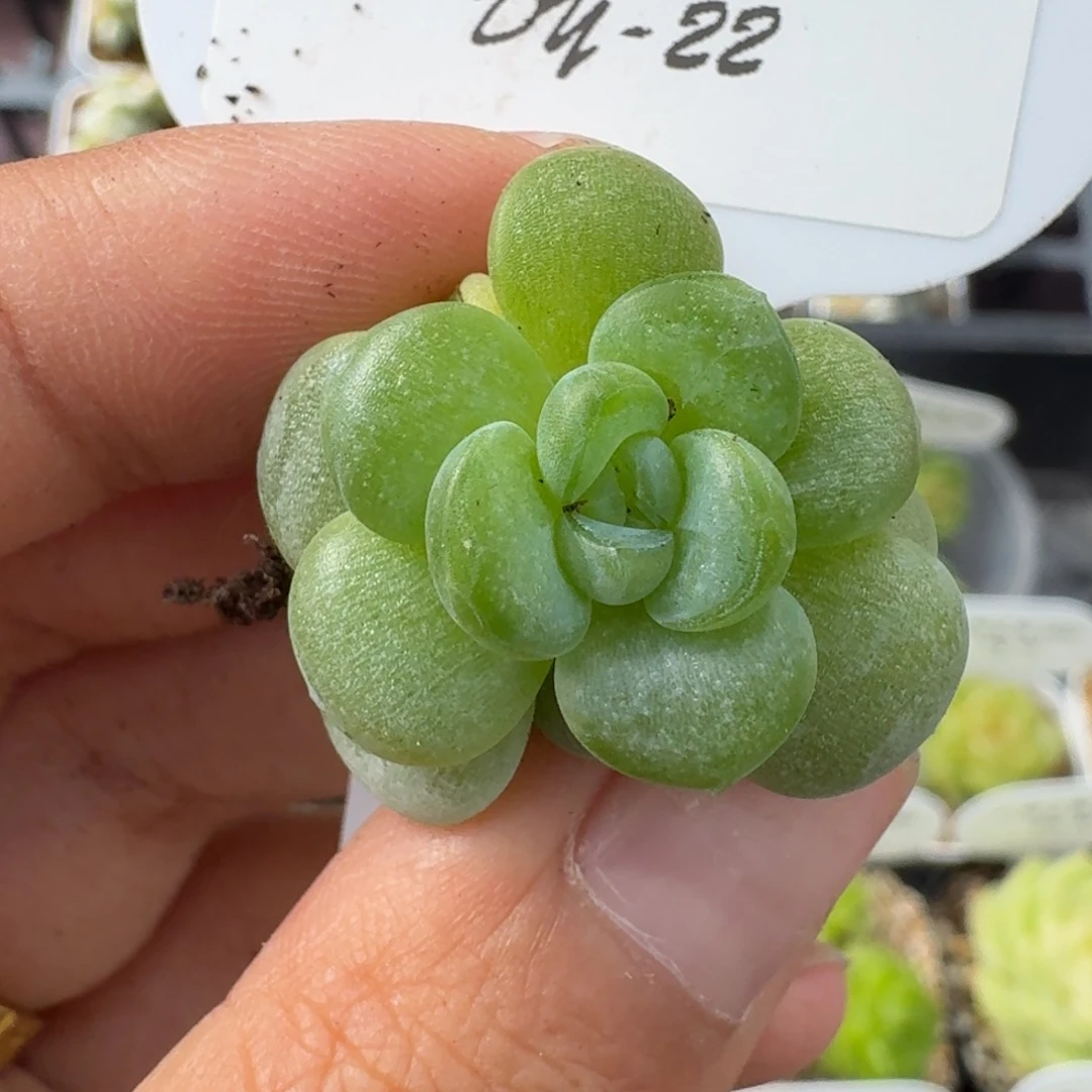 0927-022-葡萄叶小苗（七天售后）