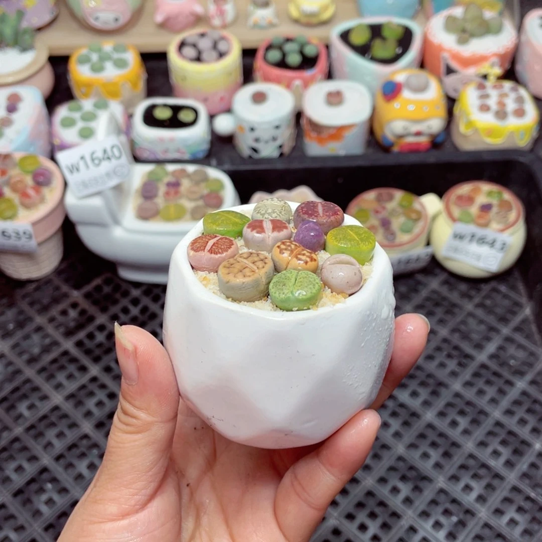 w1644 -零下地区拍保温箱-15支持寄养