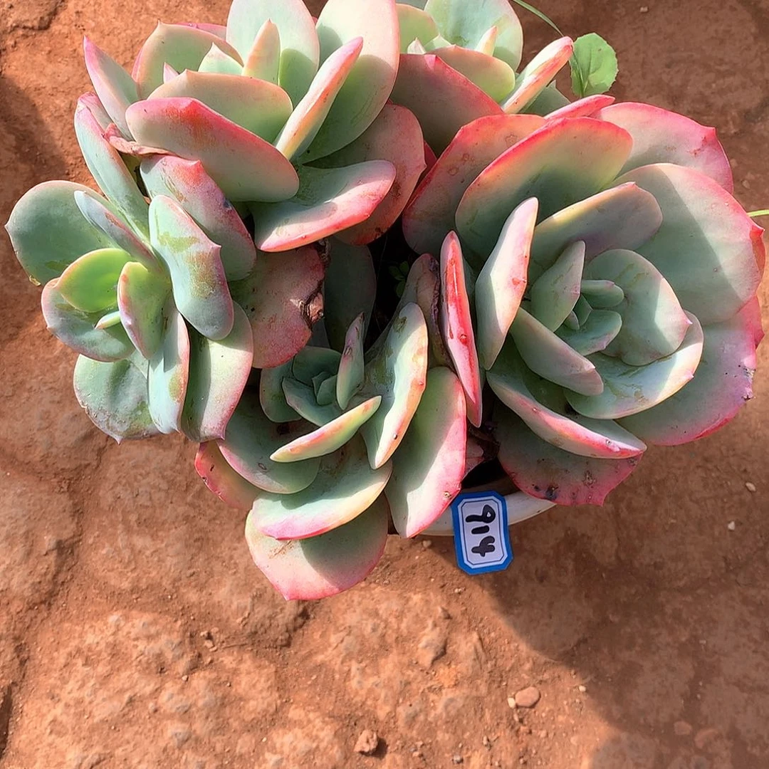 914凤 一物一拍多肉