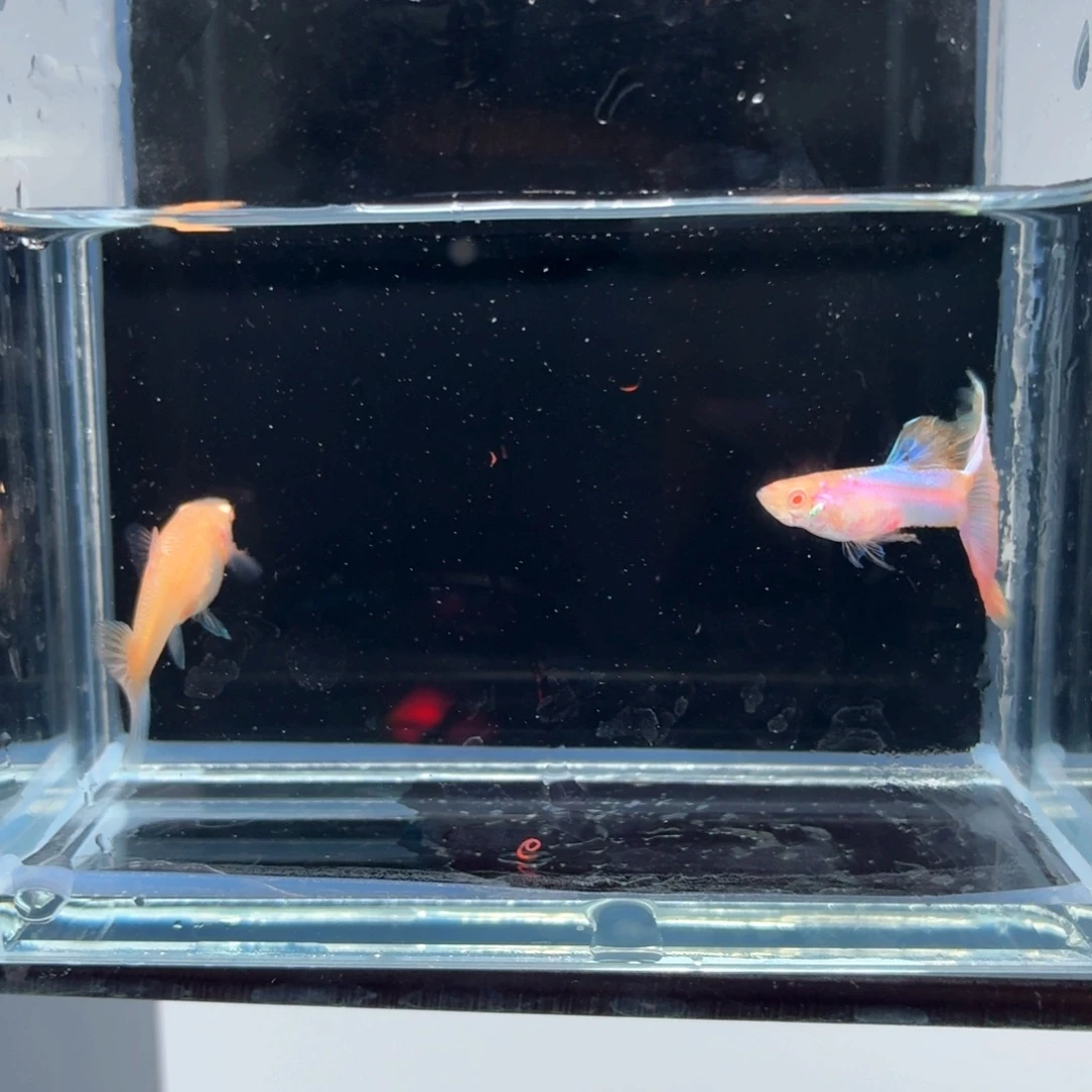 孔雀鱼极光幻彩一对（35）