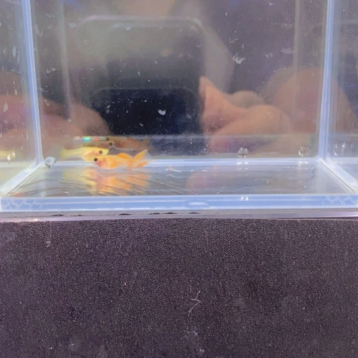 海水鱼红宝石双剑玻璃猫
