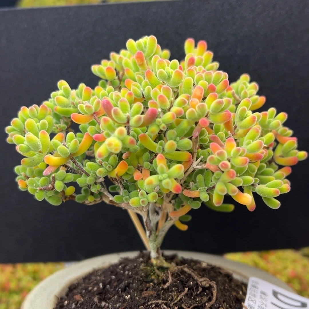 dy5461大长腿小星星冠幅9.5cm不含盆