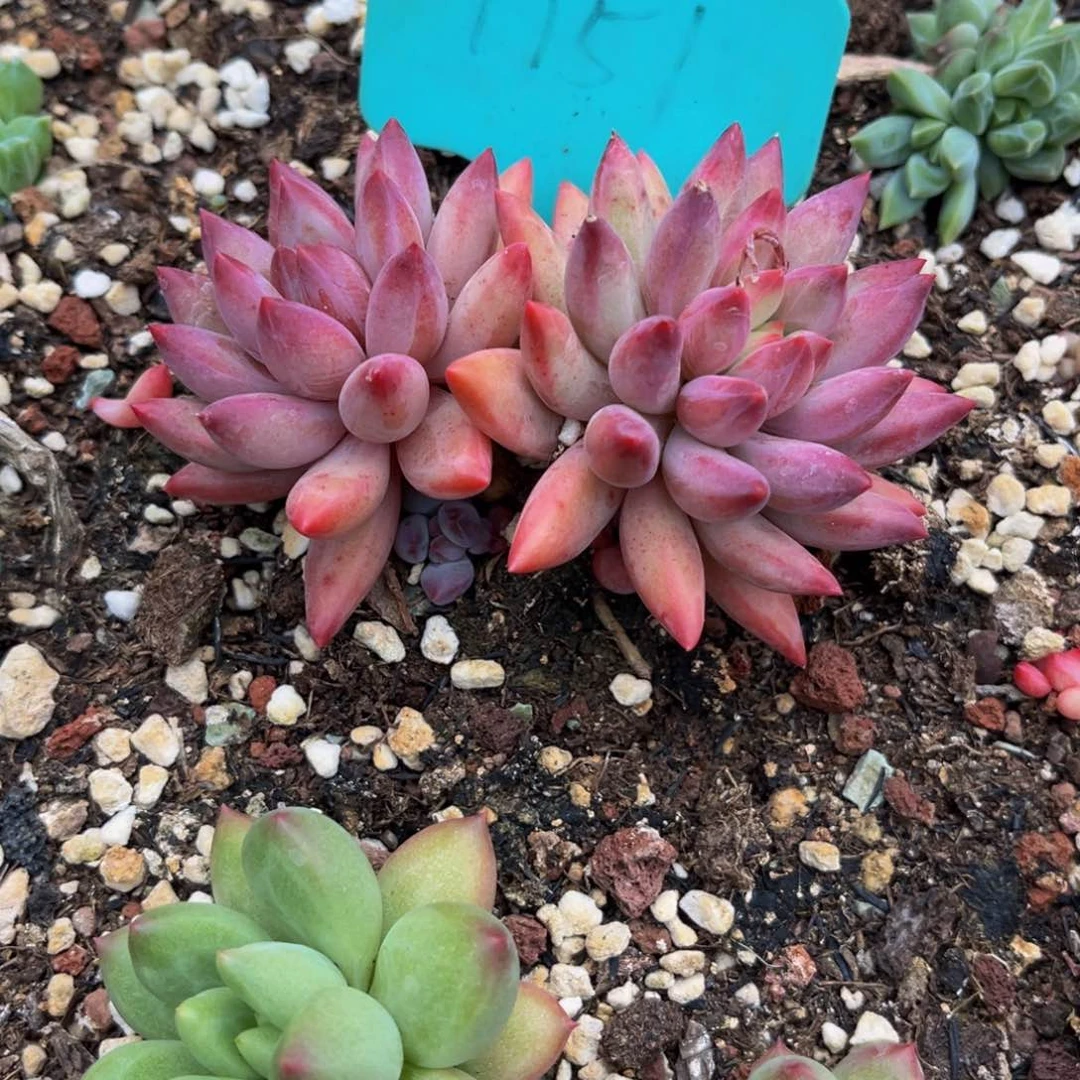 嘻*1751号下午美人杂交系列群生