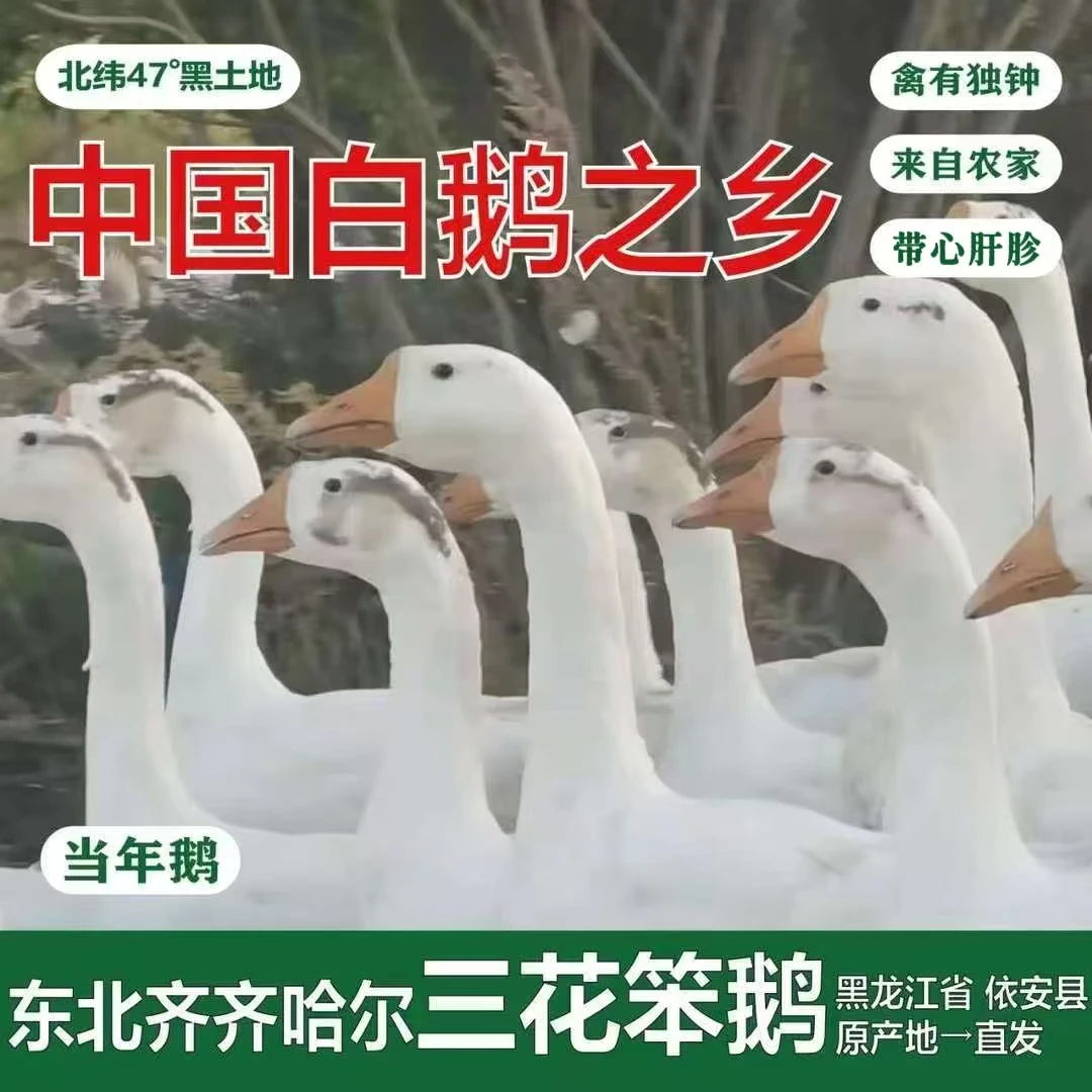 东北黑龙江散养大白鹅 肉质鲜嫩适合铁锅炖整只三花笨鹅 带心肝珍