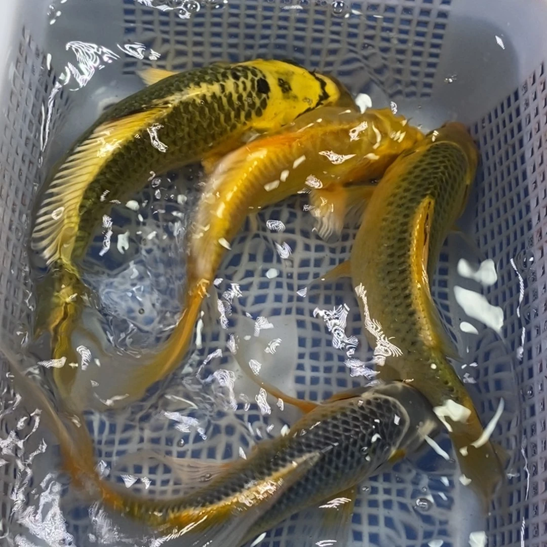 锦鲤冷水锦鲤包邮