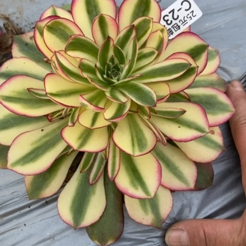 231荔枝满25包邮多肉