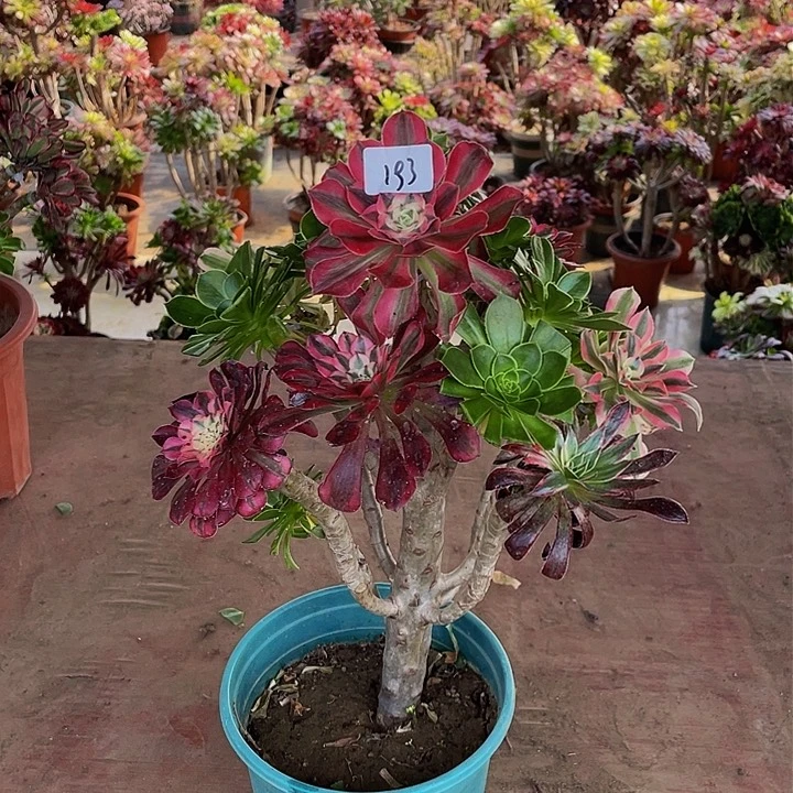 温***子架接法师一个193号