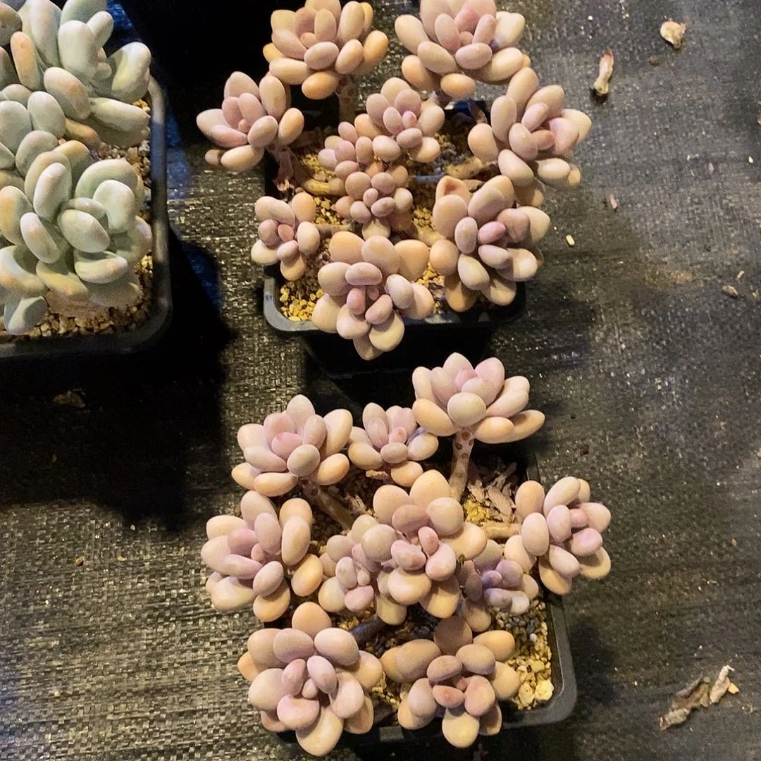 ****两个桃蛋，123556988