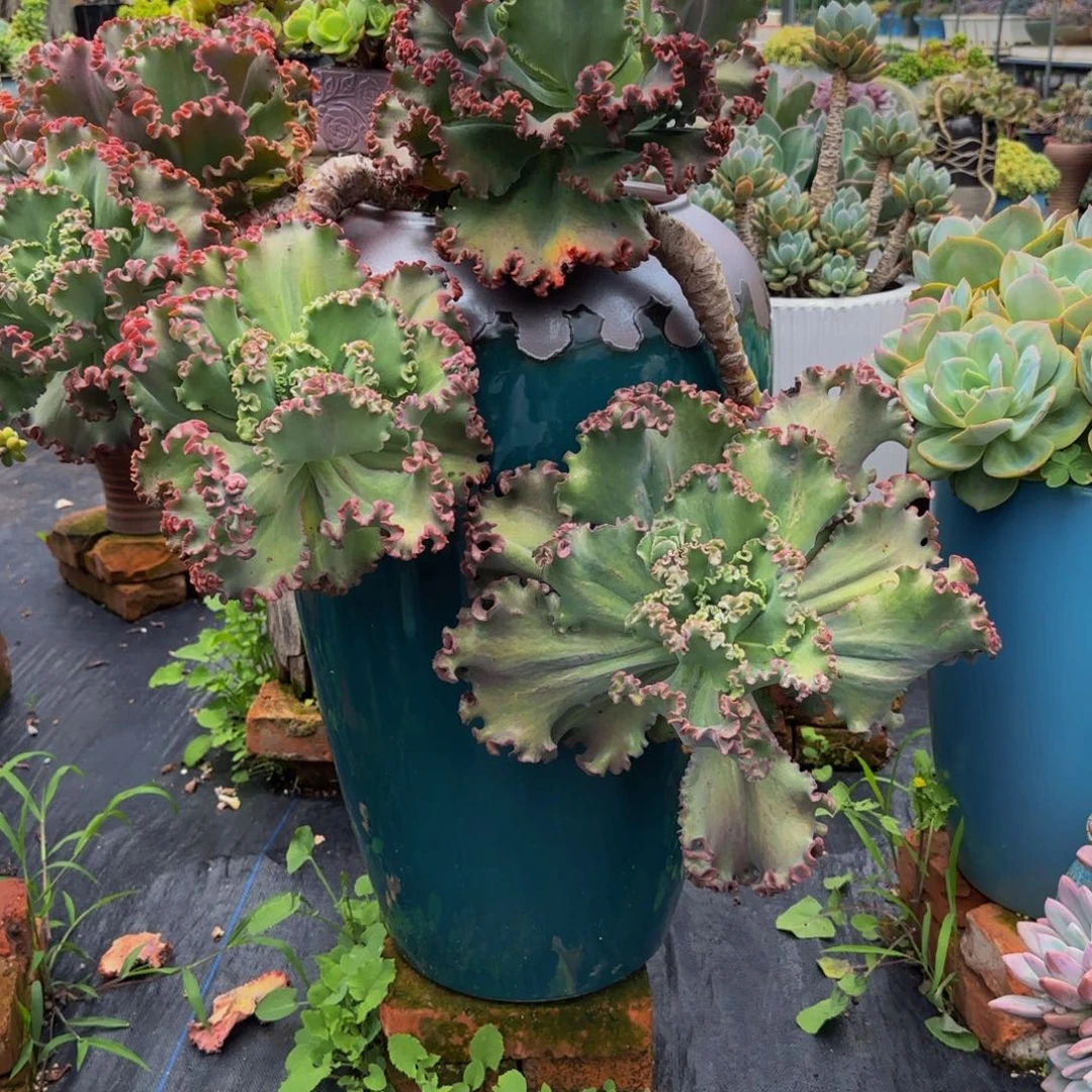 女王花粒多肉000000009