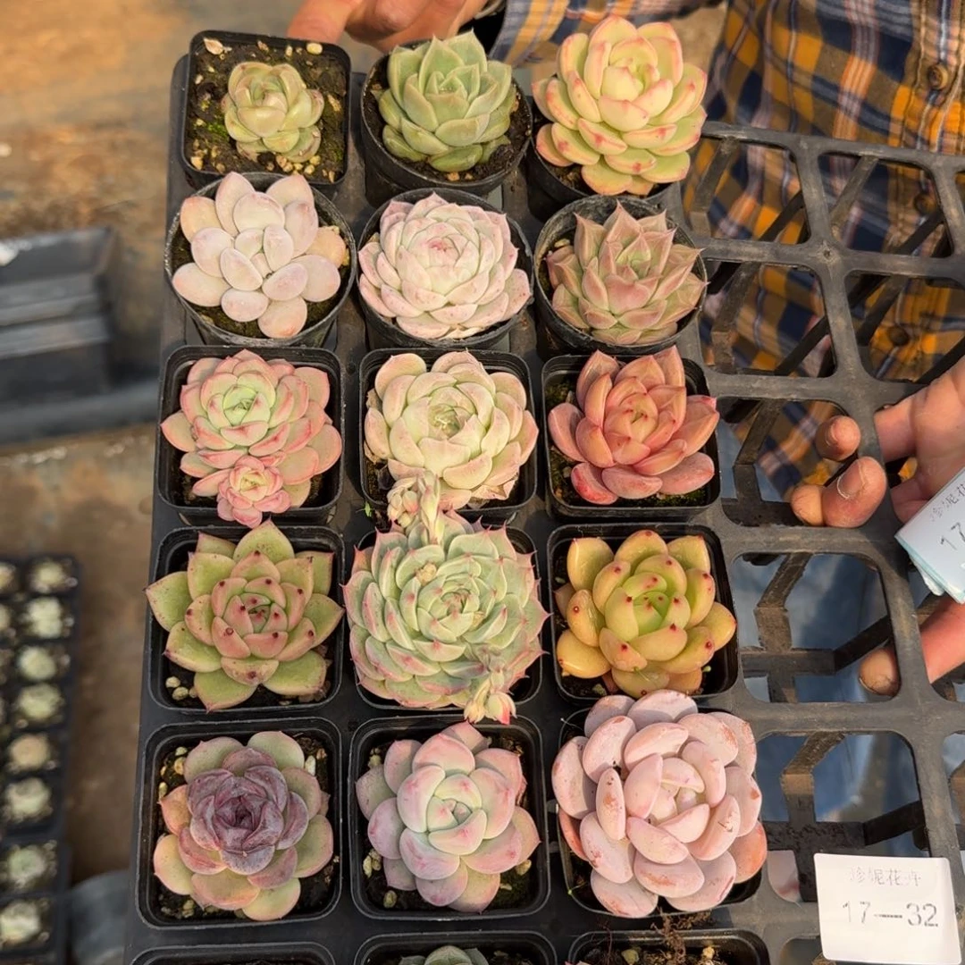 组合量拍17-32十八颗