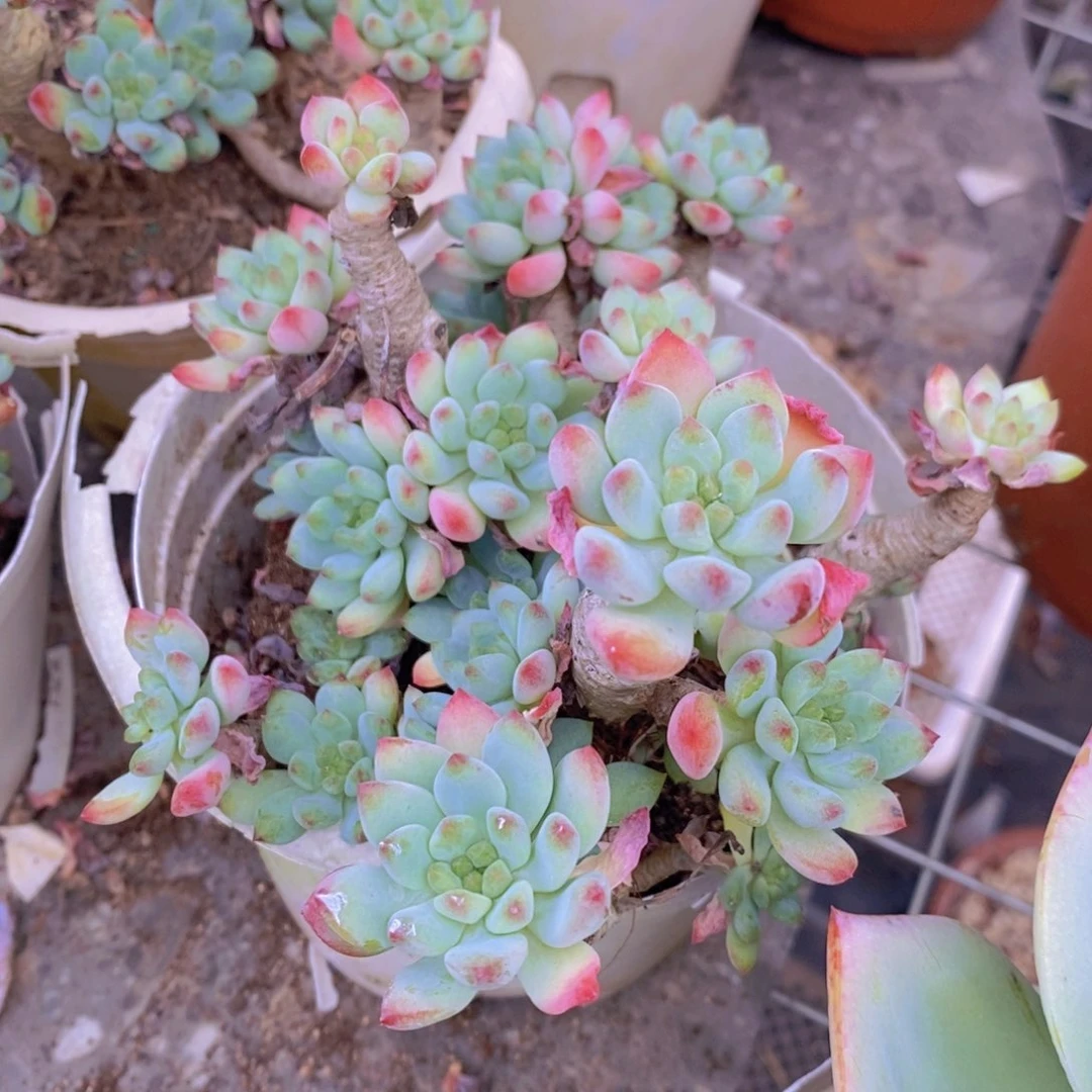 蓝苹果木质化老桩