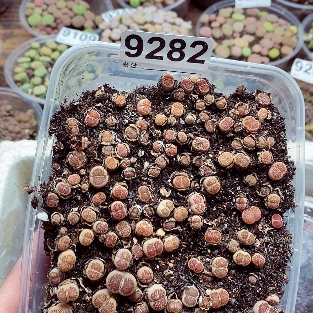 9282红窗啊啦啦我