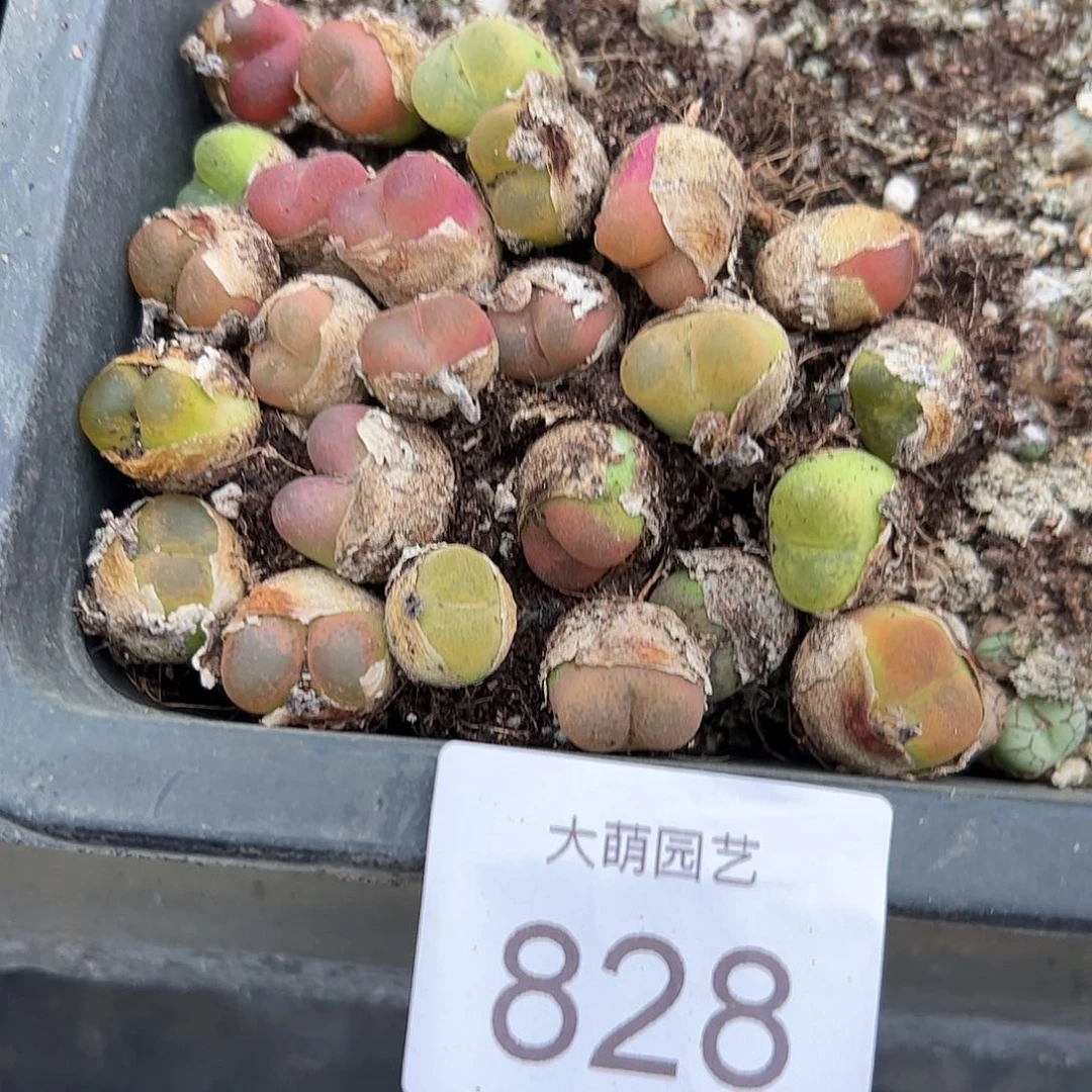 0000828量拍毛汉尼10颗