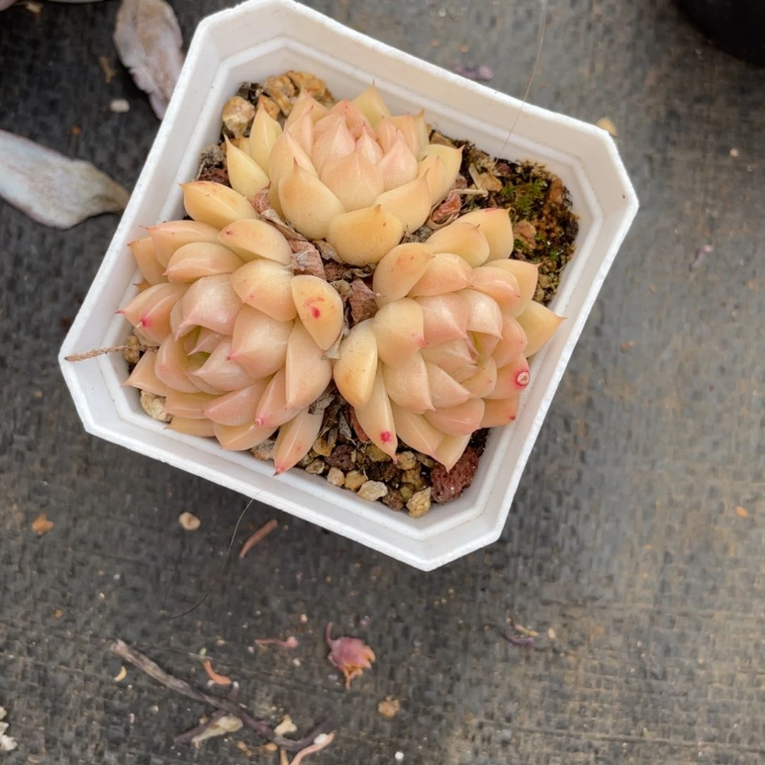 ?****?麦秆3头盒子专拍
