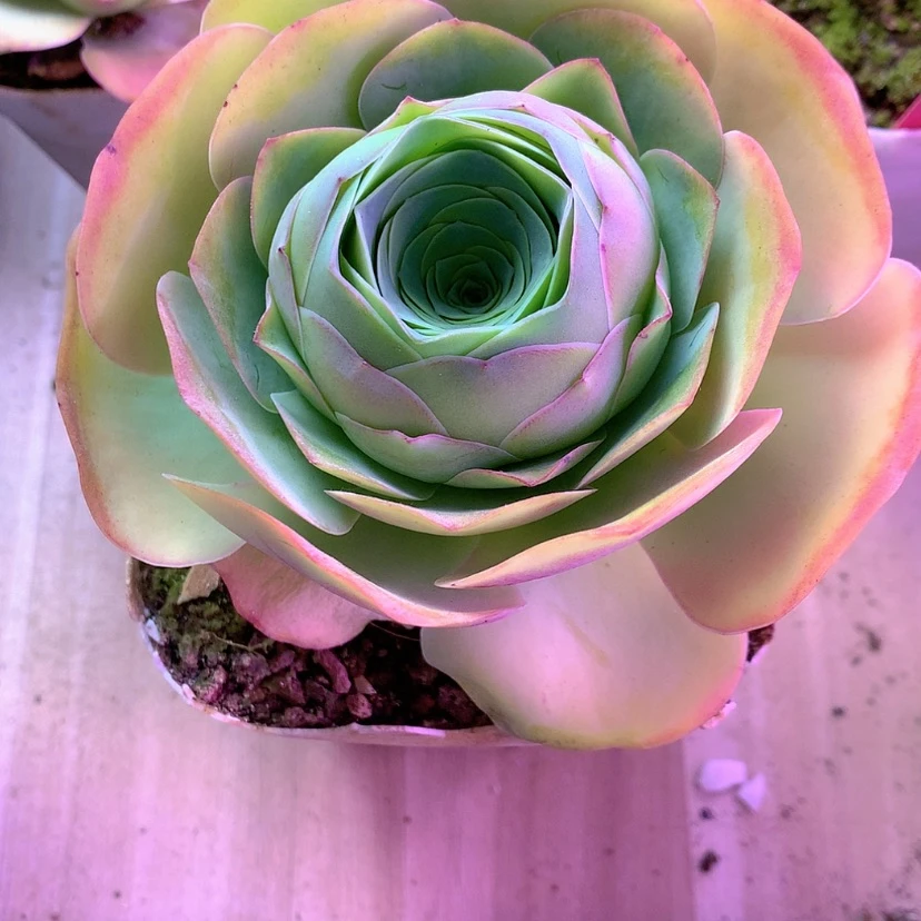 【闪购商品】M*玲美娜237