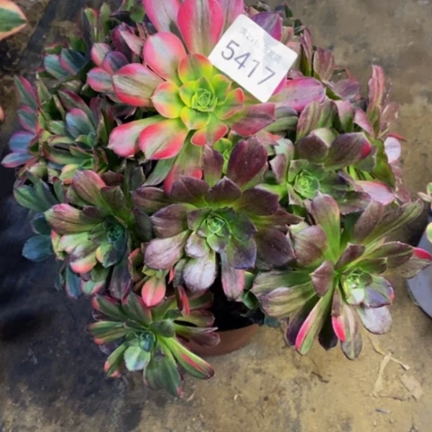 七彩安娜锦多肉植物5417