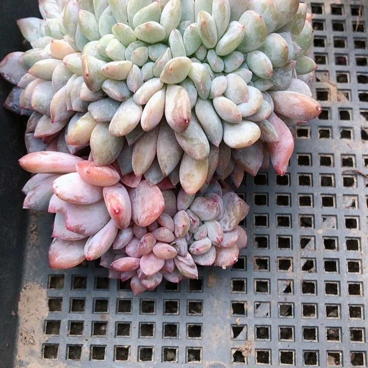 【闪购商品】柒*七宝星影缀