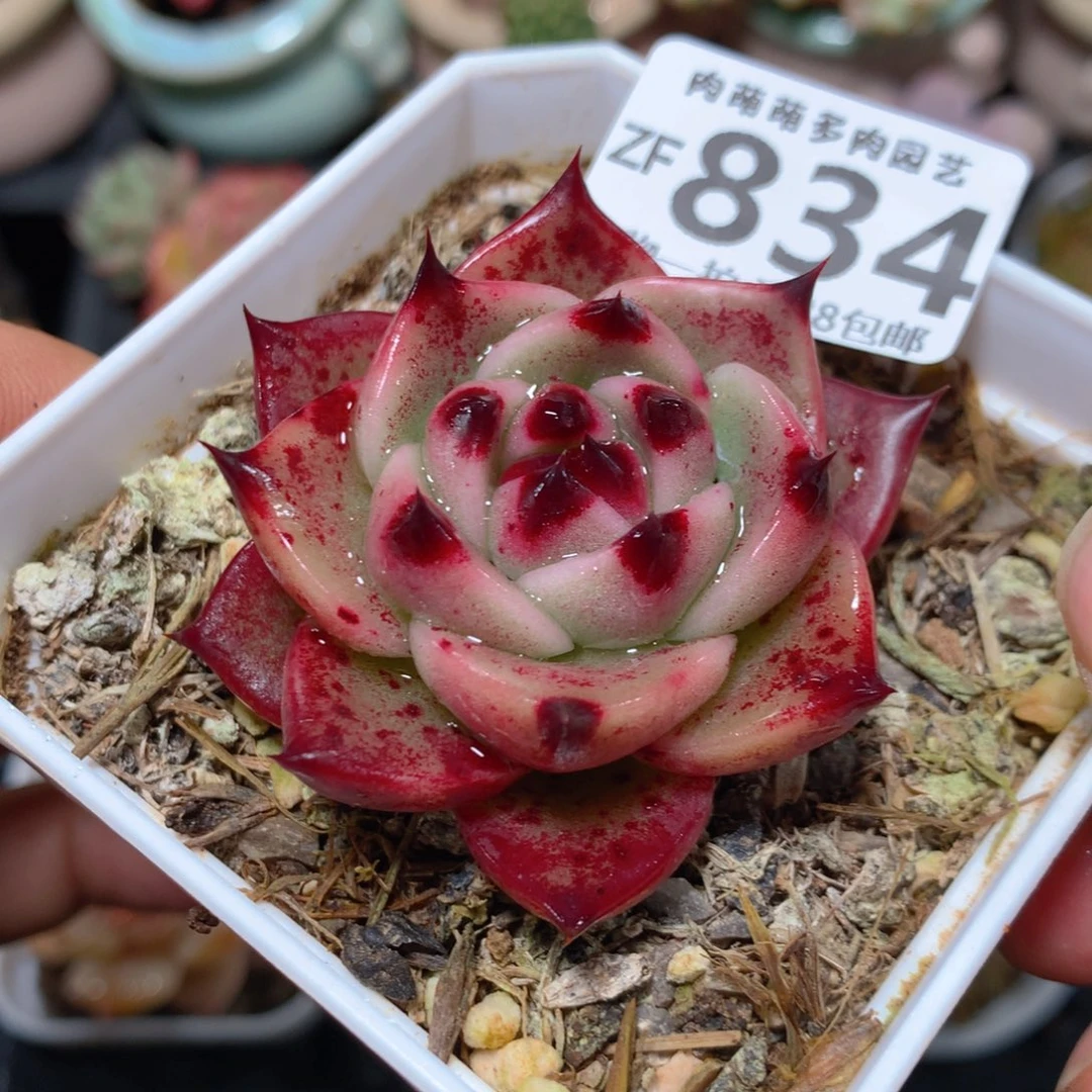 5CM拇指盆精控多肉ZF834