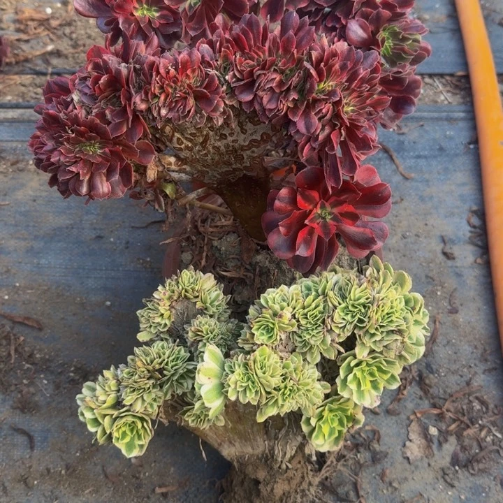 老*童三颗法师大事大事法师默认瑕疵1