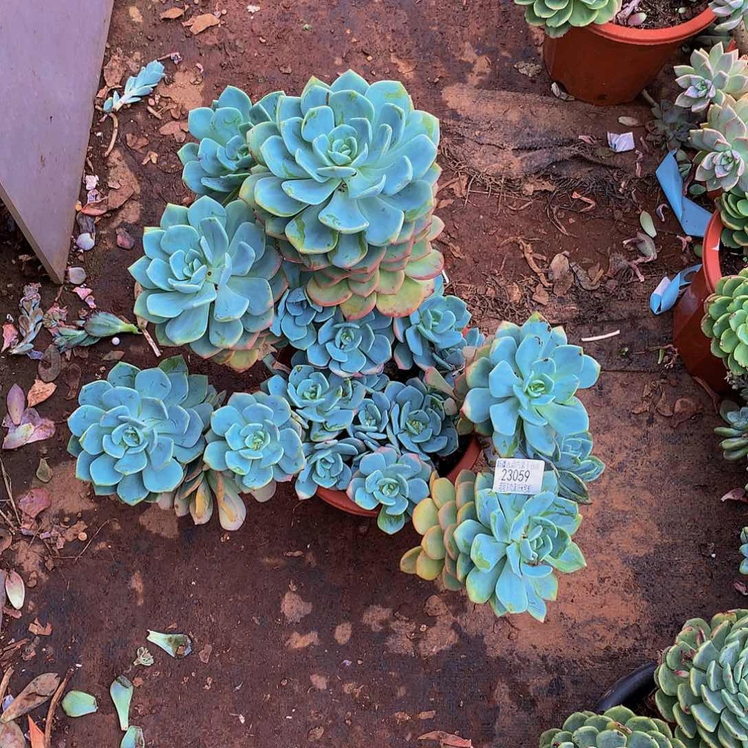 宙***罗白月光23059多肉多肉