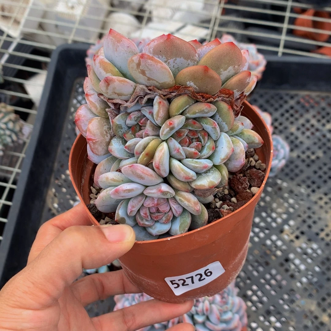 52726嗯嗯嗯嗯好吧嗯嗯