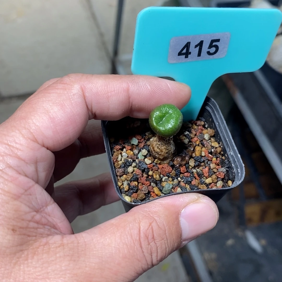 欧宝多肉植物一个