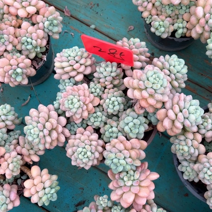 285洛洛可可平平安安