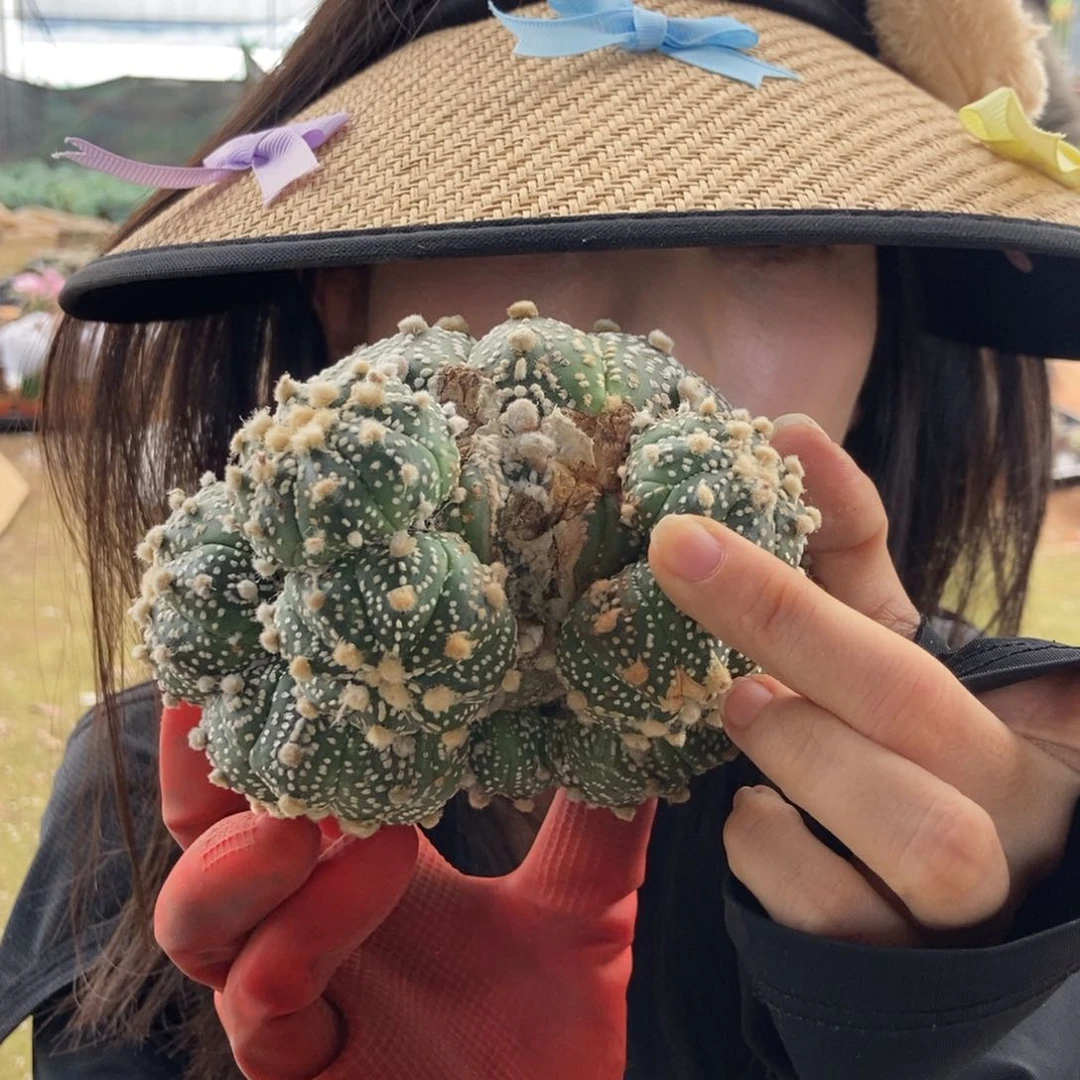 162 一物一拍仙人球