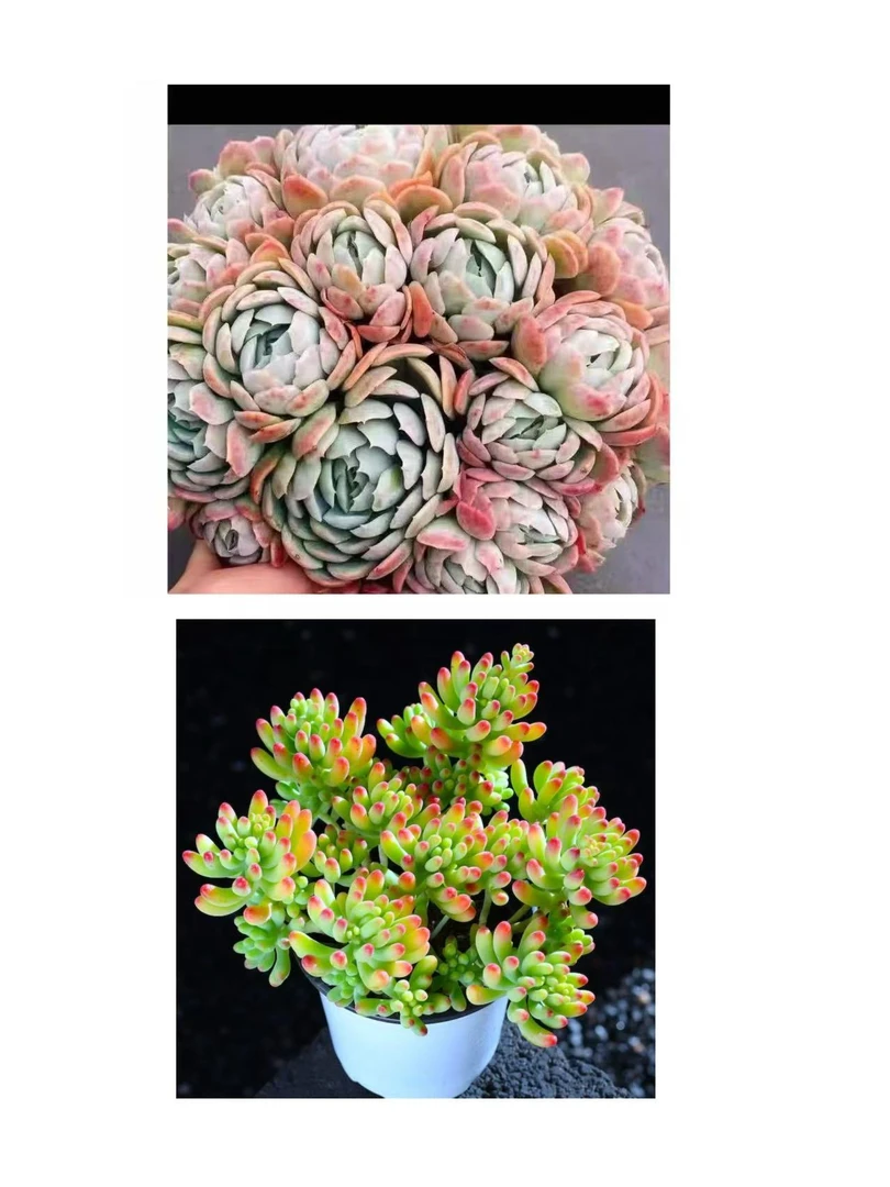{香水贝瑞+万花筒}  新手好养活 室内外养 七姐多肉