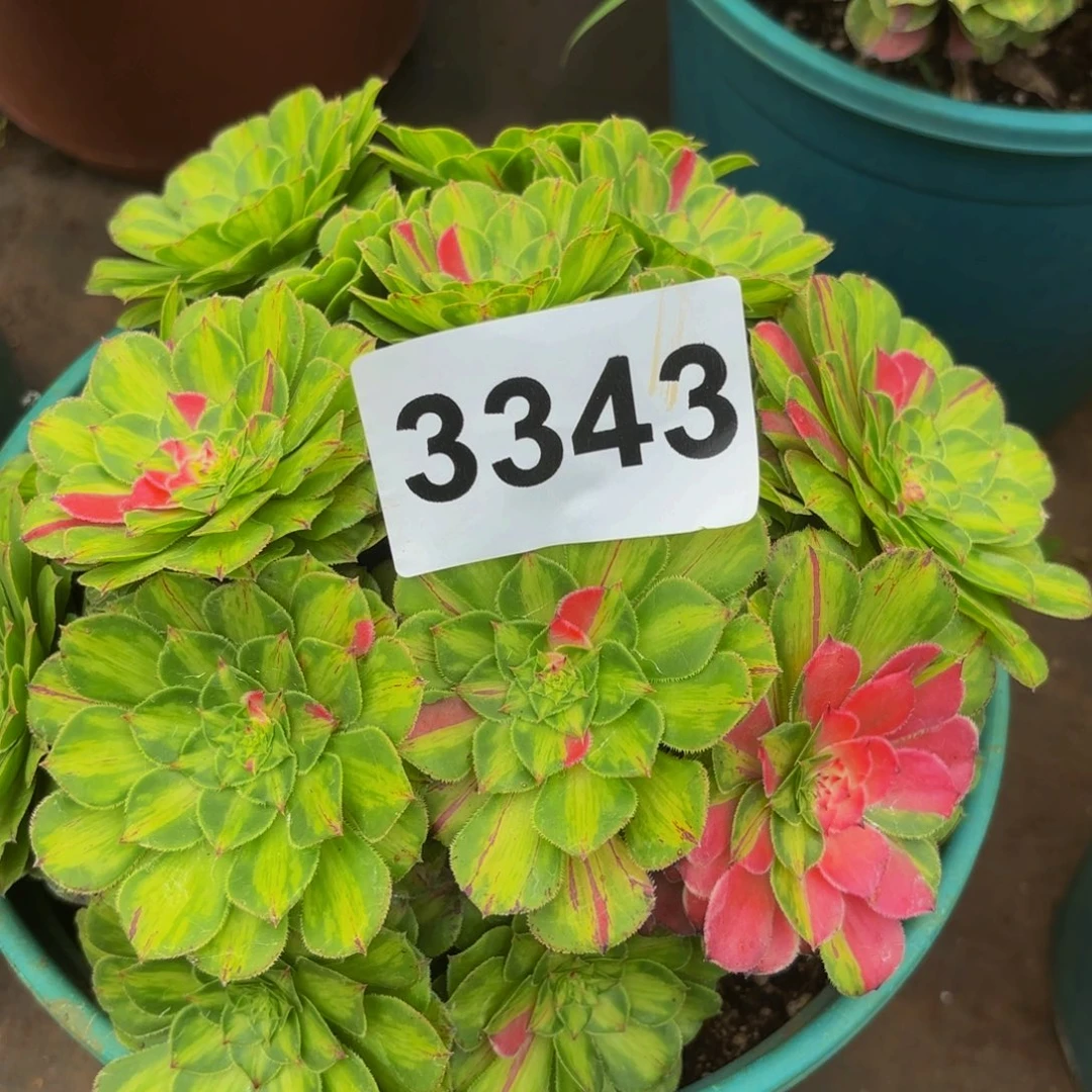 3343多肉植物知否朵朵特价