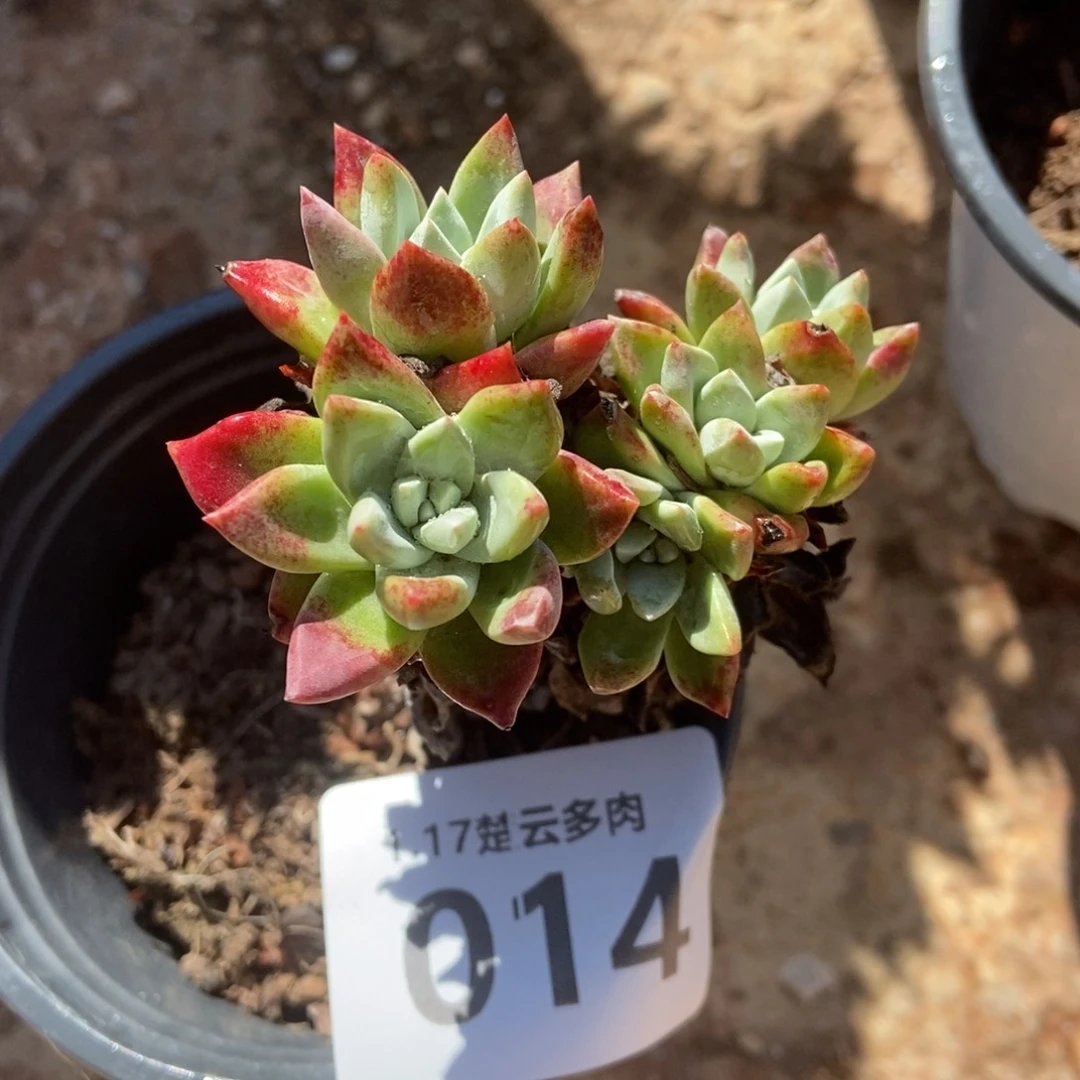 014厚叶玫瑰多肉植物