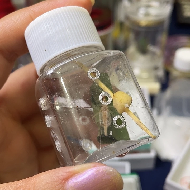 丽树一只哈哈哈哈哈