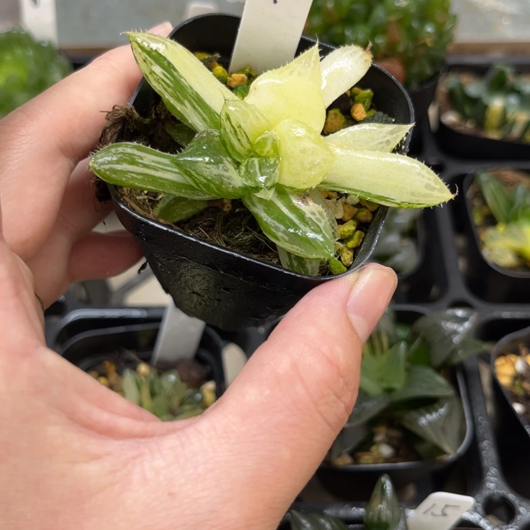 11宝莲灯玉露锦一物一拍