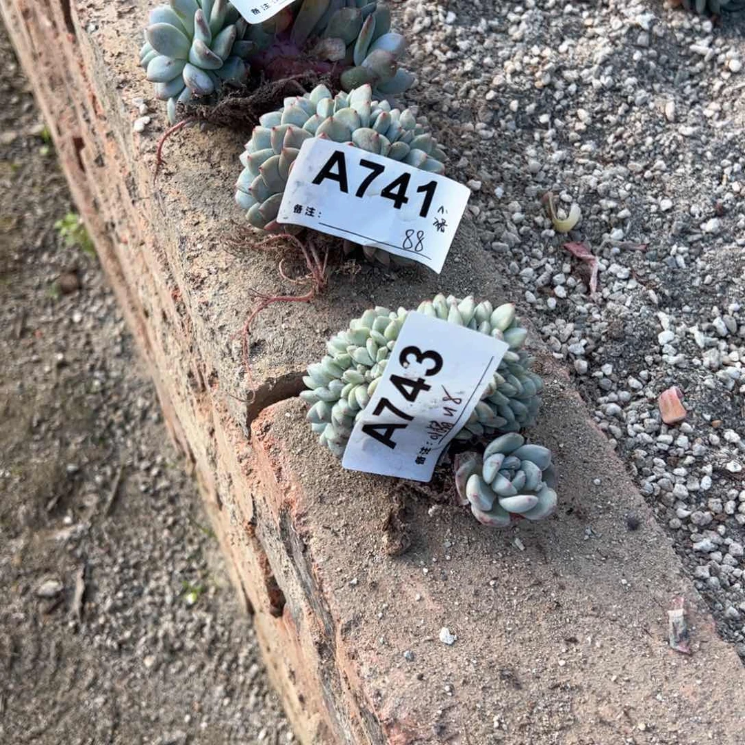 小*744、741、743三颗