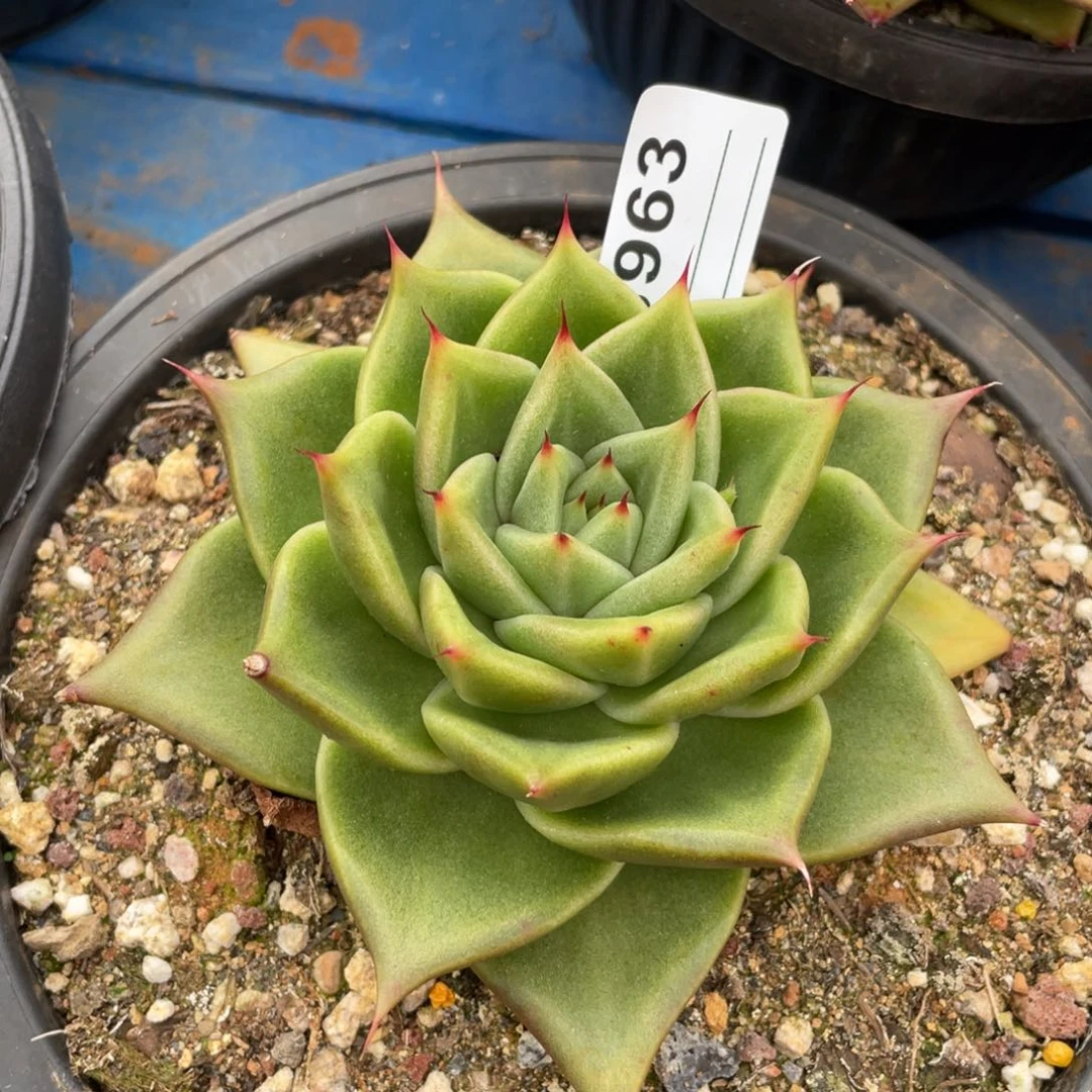 无花朵若如东云单拍B963