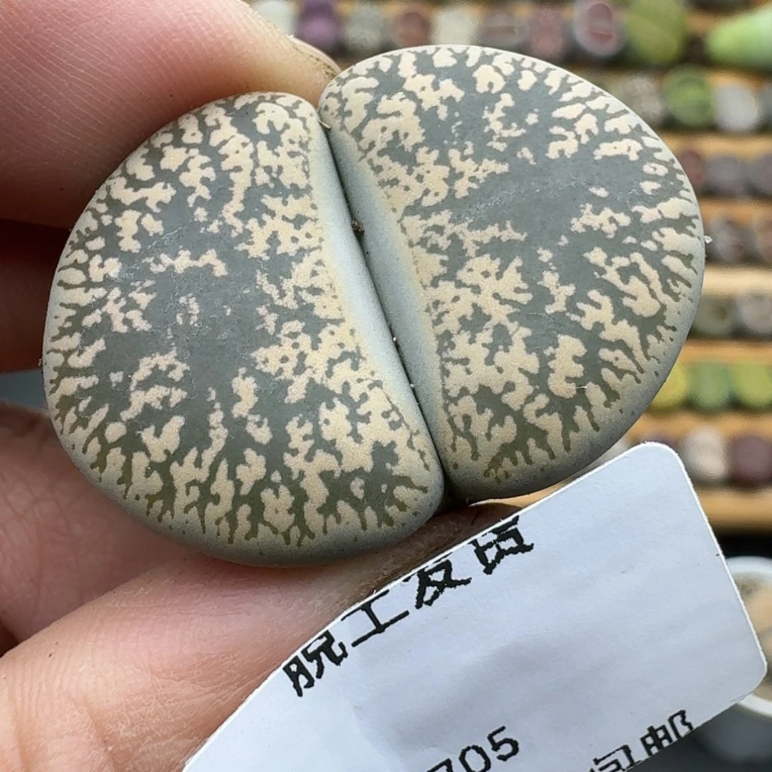 705点肉3.6厘米哈哈哈哈哈