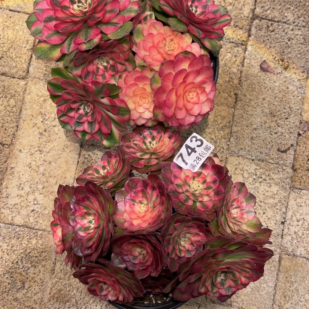 用****9多肉植物743多肉植物