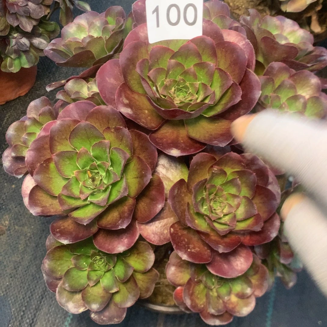 100玫瑰多多肉植物