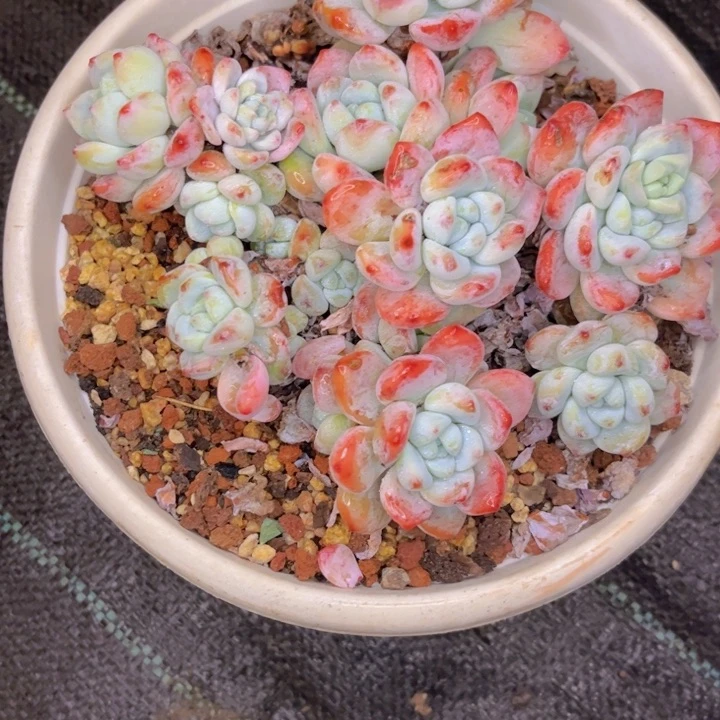 友家多肉一物一拍