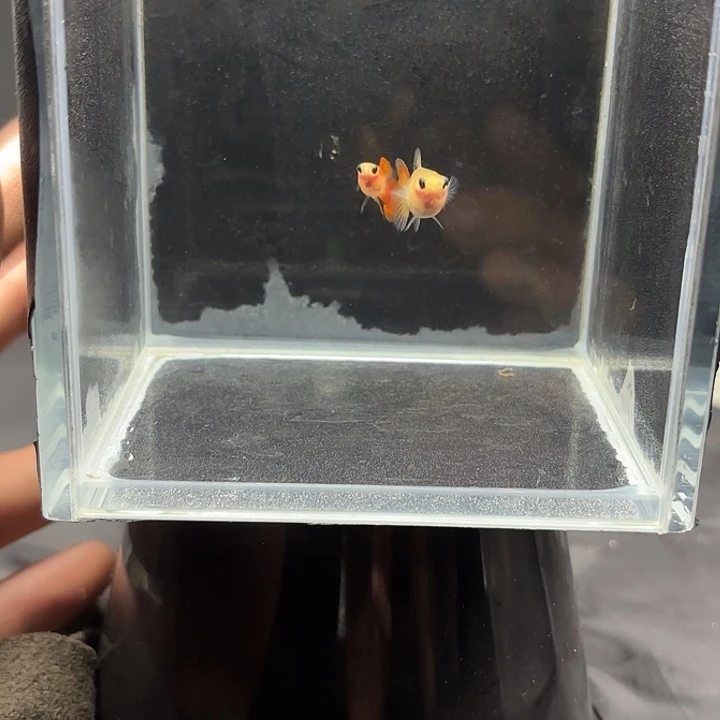 孔雀鱼银河琉璃玻璃猫
