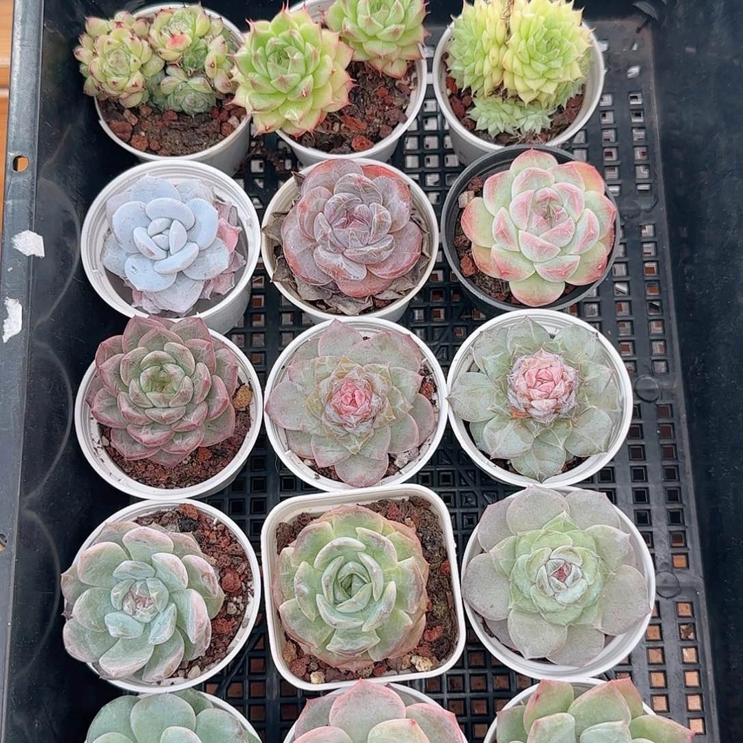 多肉框拍1019--68